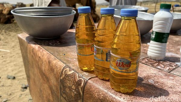 Berkunjung ke Peternakan Unta di Hudaibiyah, Jual Susu dan Kencing Unta