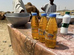 Berkunjung ke Peternakan Unta di Hudaibiyah, Jual Susu dan Kencing Unta