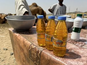 Berkunjung ke Peternakan Unta di Hudaibiyah, Jual Susu dan Kencing Unta