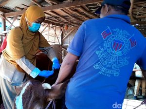 325 Ekor Sapi Pasuruan di 18 Kecamatan Terjangkit Lumpy Skin Disease 325 Ekor Sapi Pasuruan di 18 Kecamatan Terjangkit Lumpy Skin Disease
