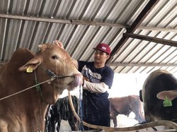 Jokowi Sumbang Sapi Kurban Seberat 1,1 Ton di Bangka