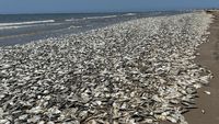 Waduh, Ribuan Ikan Mati Terdampar di Texas