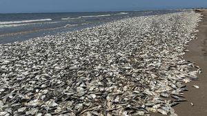 Waduh, Ribuan Ikan Mati Terdampar di Texas