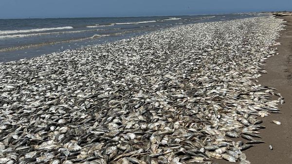 Waduh, Ribuan Ikan Mati Terdampar di Texas