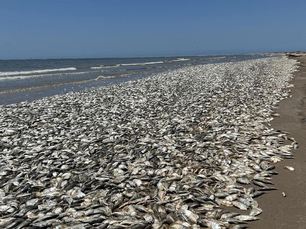 Waduh, Ribuan Ikan Mati Terdampar di Texas