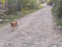 Bocah SD Tewas Usai Digigit Anjing Kesayangan di Dairi Alami Gejala Rabies