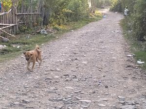 Bocah SD Tewas Usai Digigit Anjing Kesayangan di Dairi Alami Gejala Rabies Bocah SD Tewas Usai Digigit Anjing Kesayangan di Dairi Alami Gejala Rabies
