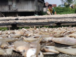 Kampung Siabang Palembang, Produksi Ratusan Kilogram Ikan Asin Tiap Hari