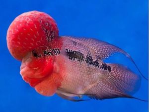 20 Ikan Termahal di Dunia, Capai Miliaran Rupiah