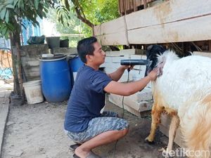Kambing Kurban Pasuruan Diberi Treatment Bak di Salon Kecantikan