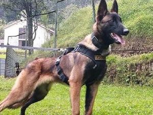 Anjing yang Bantu Temukan 4 Anak di Hutan Amazon Belum Ditemukan Anjing yang Bantu Temukan 4 Anak di Hutan Amazon Belum Ditemukan