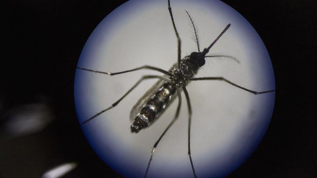 GUANGZHOU, CHINA - JUNE 21:  An adult female mosquito is seen uder a microscope at the Sun Yat-Sen University-Michigan University Joint Center of Vector Control for Tropical Disease on June 21, 2016 in Guangzhou, China. Considered the world's largest mosquito factory, the laboratory raises millions of male mosquitos for research that could prove key to the race to prevent the spread of Zika virus. The lab's mosquitos are infected with a strain of Wolbachia pipientis, a common bacterium shown to inhibit Zika and related viruses including dengue fever. Researchers release the infected mosquitos at nearby Shazai island to mate with wild females who then inherit the Wolbachia bacterium which prevents the proper fertilization of her eggs. The results so far are hopeful:  After a year of research and field trials on the island, the lab claims there is 99% suppression of the population of Aedes albopictus or Asia tiger mosquito, the type known to carry Zika virus. Researchers believe if their method proves successful, it could be applied on a wider scale to eradicate virus-carrying mosquitos in Zika-affected areas around the world.  The project is an international non-profit collaboration lead by Professor Xi Zhiyong, director of the Sun Yat-Sen University-Michigan University Joint Center of Vector Control for Tropical Disease with support from various levels of China's government and other organizations.   (Photo by Kevin Frayer/Getty Images)