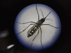 Mengenal Nyamuk Wolbachia Buatan Bill Gates, Diklaim Dapat Basmi DBD