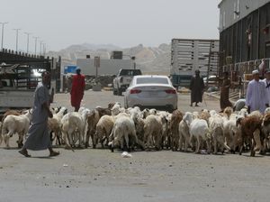 Ini Pasar Kambing di Makkah, Jual Kambing Mulai Harga Rp 1,4 Juta