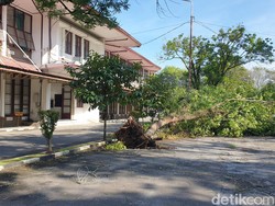 Diterpa Angin Puting Beliung-Hujan Deras, Pohon di Areal USU Bertumbangan