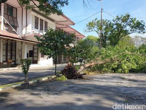 Diterpa Angin Puting Beliung-Hujan Deras, Pohon di Areal USU Bertumbangan Diterpa Angin Puting Beliung-Hujan Deras, Pohon di Areal USU Bertumbangan