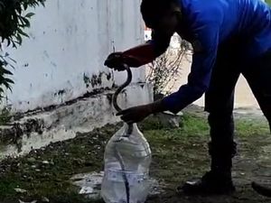 Hiii! 2 Ular Berbisa Jenis Welang-Kobra Masuk Permukiman di Purwokerto