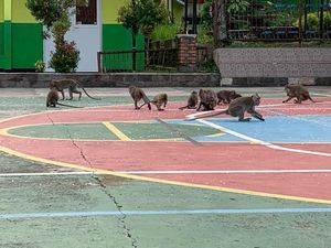 Puluhan Monyet Serbu SMAN 1 Ciampea Bogor untuk Cari Makan