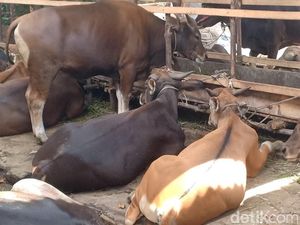 Ingin Patungan Berkurban, Ini Hewan dan Syaratnya agar Sah Ingin Patungan Berkurban, Ini Hewan dan Syaratnya agar Sah