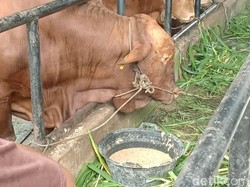 Yummy! Sapi Kurban Jokowi di Jambi Dikasih Makan Puding Tiap Hari