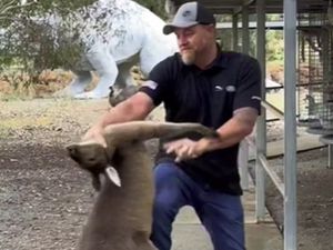 Adu Mekanik Nih Bos, Pria Ini Adu Jotos Lawan... Kanguru