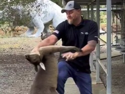 Adu Mekanik Nih Bos, Pria Ini Adu Jotos Lawan... Kanguru