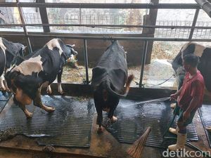 32 Sapi di Kota Bogor Terjangkit Virus LSD, Pemkot Gelar Vaksinasi