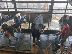 32 Sapi di Kota Bogor Terjangkit Virus LSD, Pemkot Gelar Vaksinasi