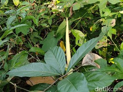 Saat Bunga Bangkai di Temon Dikira dari Jasad Pemilik Motor Misterius