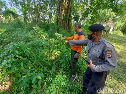 Bau Busuk Misterius di Kulur Kulon Progo, Polisi Duga dari Bunga Bangkai