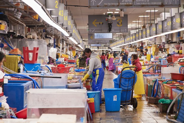 Berbelanja di jagalchi fish market