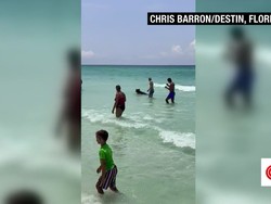 Bikin Kaget, Ada Beruang Berenang dari Tengah Laut Sampai ke Pantai