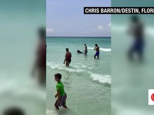 Bikin Kaget, Ada Beruang Berenang dari Tengah Laut Sampai ke Pantai Bikin Kaget, Ada Beruang Berenang dari Tengah Laut Sampai ke Pantai