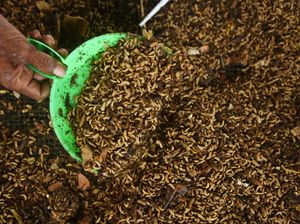 Mengintip Budidaya Belatung dengan Modal Sampah Organik Mengintip Budidaya Belatung dengan Modal Sampah Organik