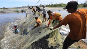Budi Daya Udang Vaname, Panen Cepat-Keuntungan Melesat