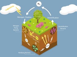 Daur Nitrogen: Pengertian, Proses, Fungsi dan Contohnya