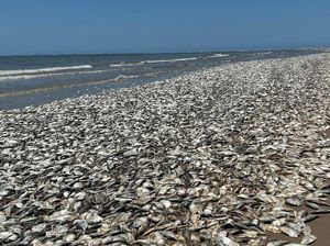 Dunia Hari Ini: Kadar Oksigen Rendah dalam Air, Ribuan Ikan Mati Dunia Hari Ini: Kadar Oksigen Rendah dalam Air, Ribuan Ikan Mati