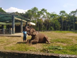 5 Koleksi Gajah di Candi Borobudur Dipindah, Pawang Ngaku Nangis