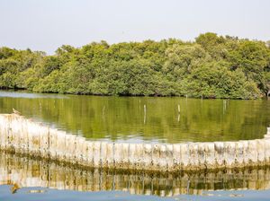 DPR Kritik Rencana Pemerintah Utang Rp 2,1 T ke Bank Dunia buat Mangrove