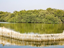 DPR Kritik Rencana Pemerintah Utang Rp 2,1 T ke Bank Dunia buat Mangrove