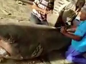 Nasib Hiu Pembunuh Turis Rusia: Dikeroyok Sampai Tewas, Dijadikan Mumi