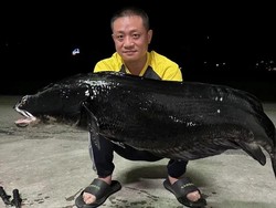 Penampakan Ikan Gabus Raksasa, Beratnya 20 Kg!