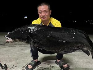 Wow! Pemancing Ini Tangkap Ikan Gabus Raksasa, Beratnya Capai 20 Kg Wow! Pemancing Ini Tangkap Ikan Gabus Raksasa, Beratnya Capai 20 Kg