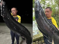 Ikan Gabus Raksasa Berhasil Ditangkap, Beratnya Mencapai 20 kg