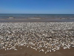 Fenomena Aneh Puluhan Ribu Ikan Mati Kehabisan Oksigen di Pantai Texas