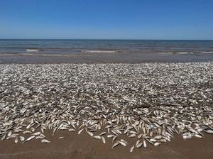 Fenomena Aneh Puluhan Ribu Ikan Mati Kehabisan Oksigen di Pantai Texas Fenomena Aneh Puluhan Ribu Ikan Mati Kehabisan Oksigen di Pantai Texas