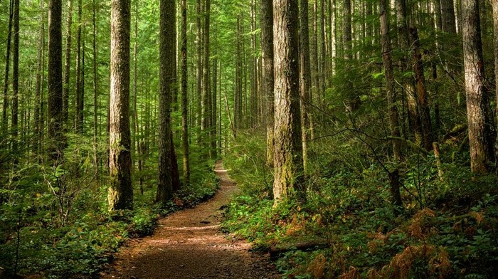 Ilustrasi 4 Anak Korban Pesawat Jatuh Ditemukan di Hutan Amazon A trail though a forest, with dappled sunlight coming from the left.