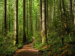 Hari Hutan Internasional 2024, Simak Sejarah dan Temanya Tahun Ini Hari Hutan Internasional 2024, Simak Sejarah dan Temanya Tahun Ini