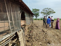 Jelang Idul Adha, 10 Kambing Milik Warga Kalianyar Demak Raib!