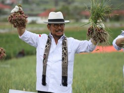 Mentan Syahrul Yasin Limpo Panen Bawang Merah di Sumbar Mentan Syahrul Yasin Limpo Panen Bawang Merah di Sumbar